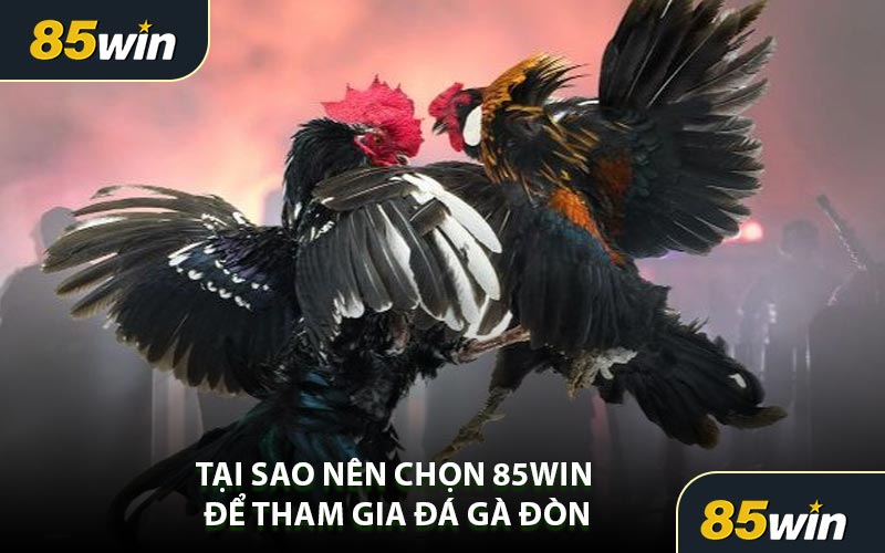 Tại Sao Nên Chọn 85WIN Để Tham Gia Đá Gà Đòn